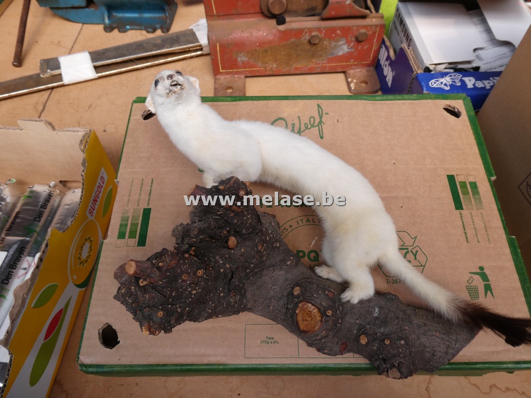 Taxidermie "witte hermelijn"