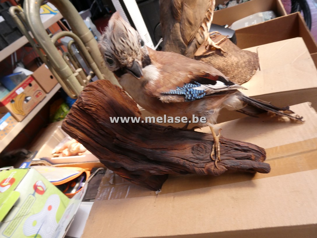 Taxidermie "Vlaamse gaai"