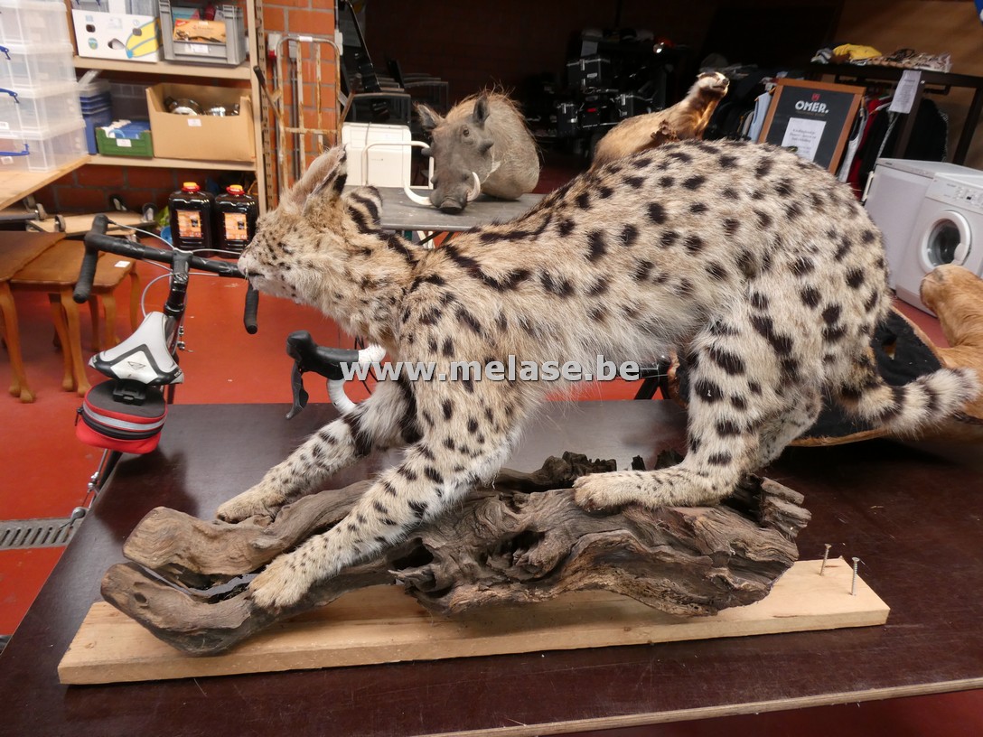 Opgezette Serval (Afrikaanse katachtige)