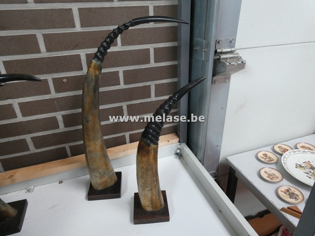 Waterbuffel hoorns
